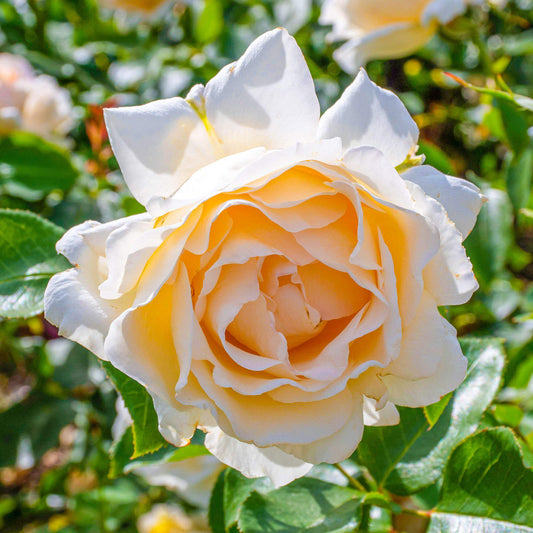 Cream Rose