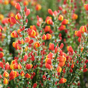 Cytisus 'Lena'