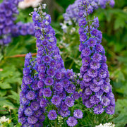 Delphinium 'Highlander Bolero'