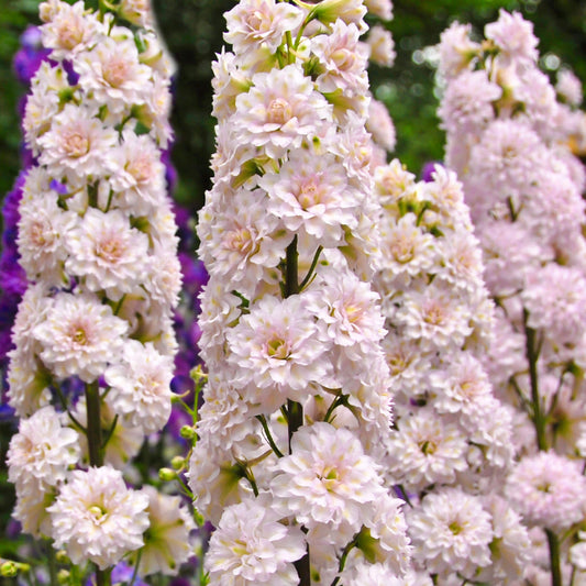 Delphinium 'Highlander Cha Cha'