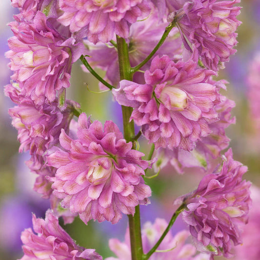 Delphinium 'Highlander Flamenco'