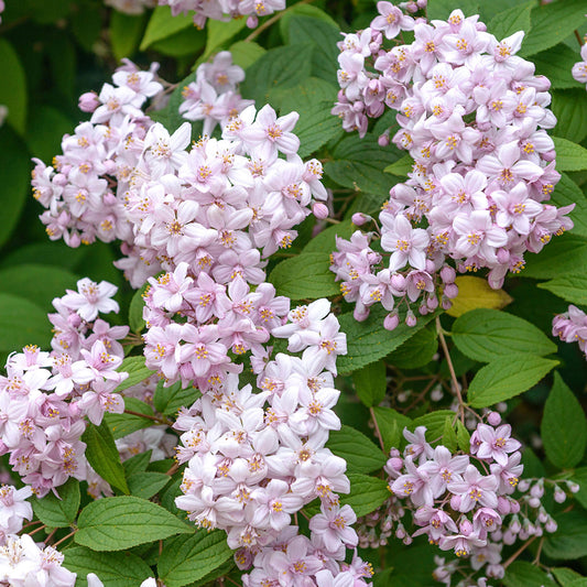 Deutzia 'Mont Rose'