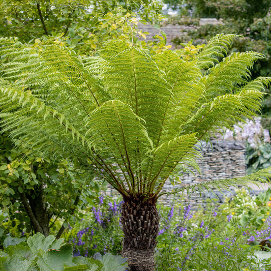 Dicksonia antarctica