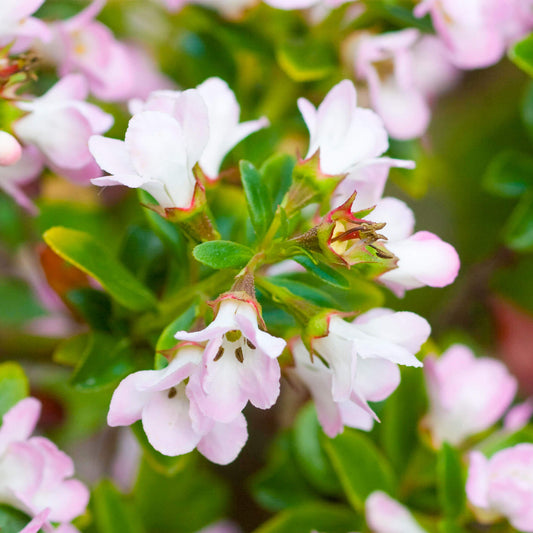 Escallonia 'Apple Blossom'