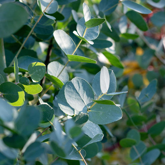 Eucalyptus gunnii