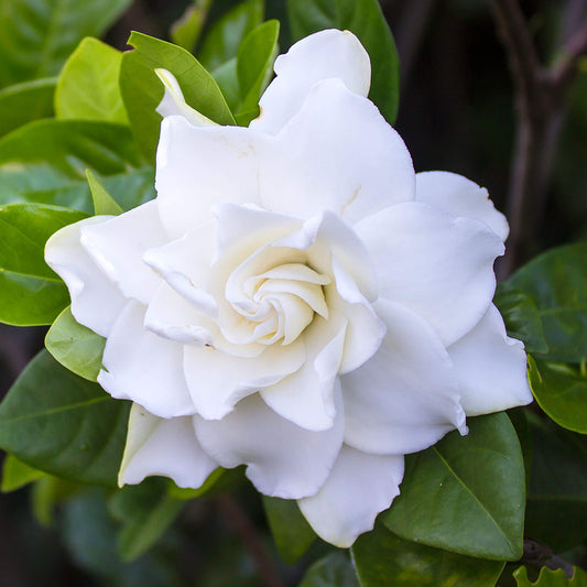 Gardenia 'Crown Jewel'