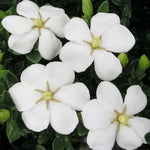 Gardenia 'Kleim's Hardy'