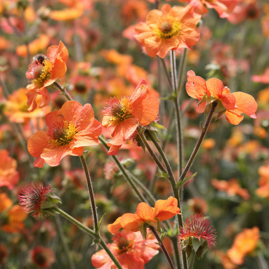 Geum 'Totally Tangerine'