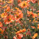 Geum 'Totally Tangerine'