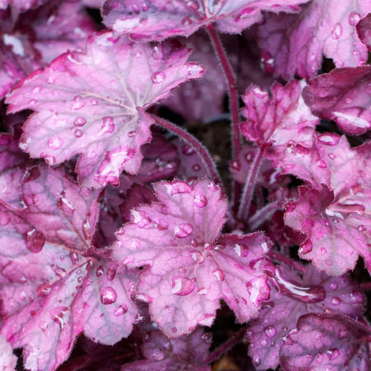 Heuchera 'Wild Rose'