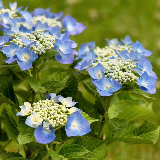 Hydrangea 'Teller Blue'