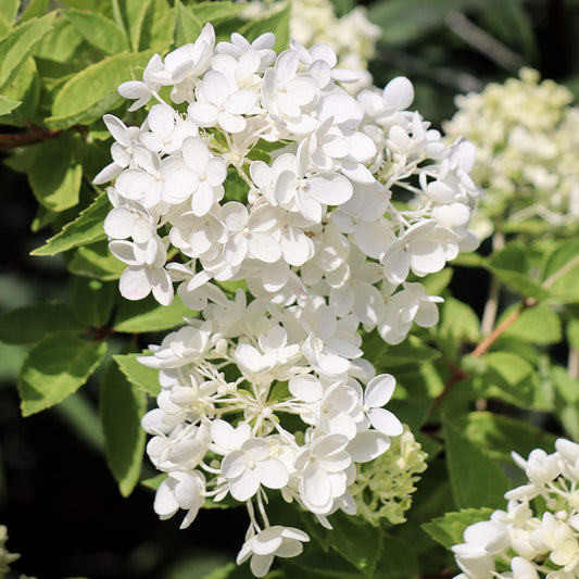 Hydrangea 'Grandiflora'