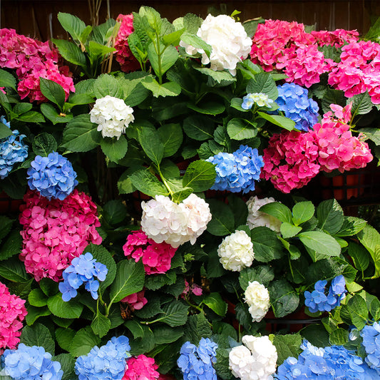 Hydrangea Shrub Mix