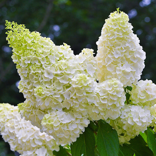 Hydrangea 'Little Spooky'