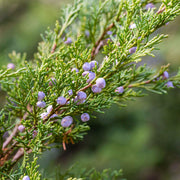 Juniperus 'Prince of Wales'