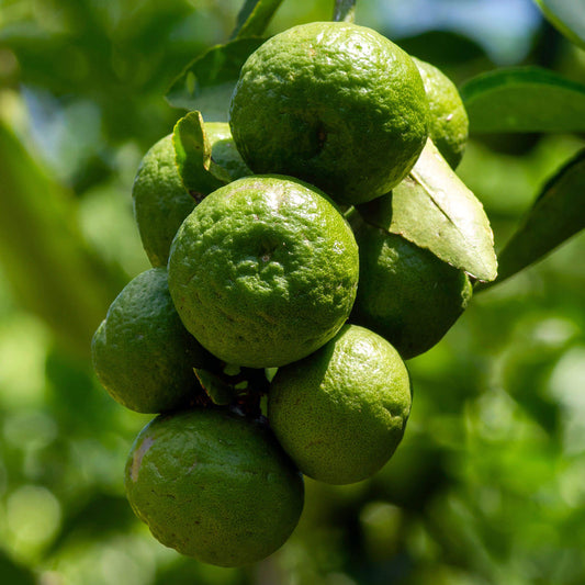 Kaffir Lime Tree