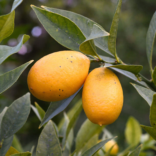 Limequat Tree