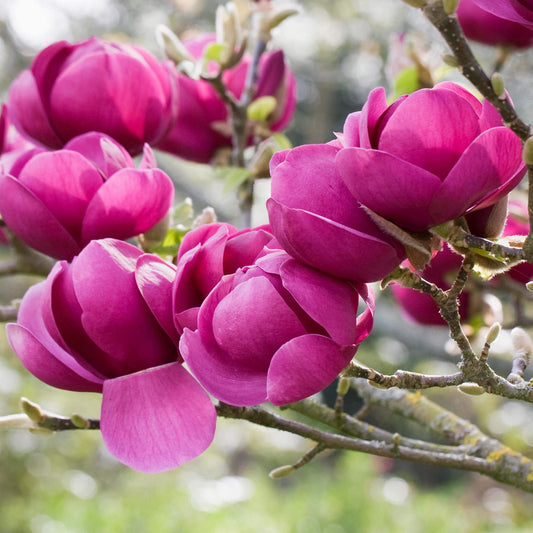 Magnolia 'Black Tulip'