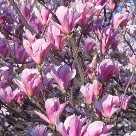 Magnolia 'Heaven Scent'