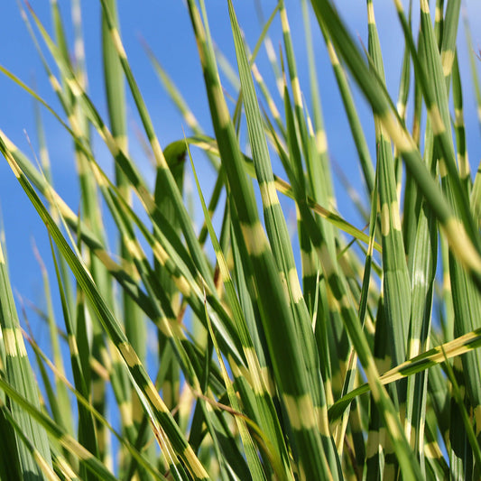 Miscanthus 'Strictus'