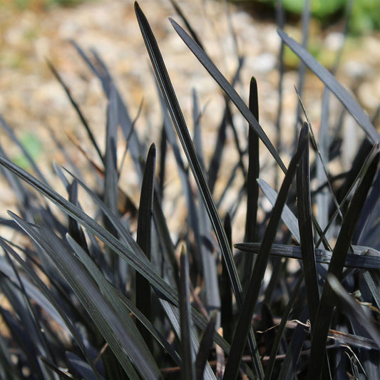 Ophiopogon 'Nigrescens'