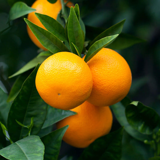 Orange Tree