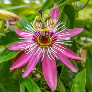 Passiflora 'Victoria'