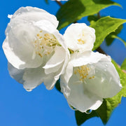 Philadelphus 'Virginal'