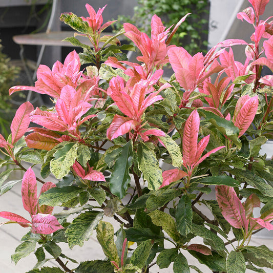 Photinia 'Pink Crispy'