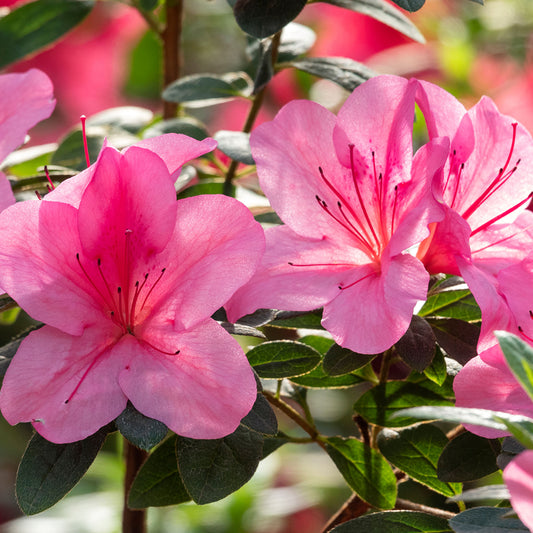 Azalea 'Pink'