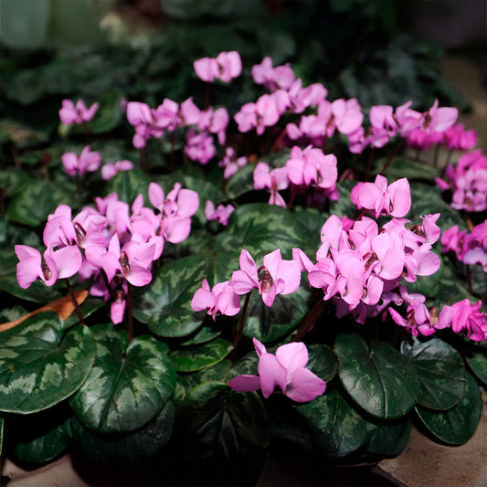 Pink Cyclamen