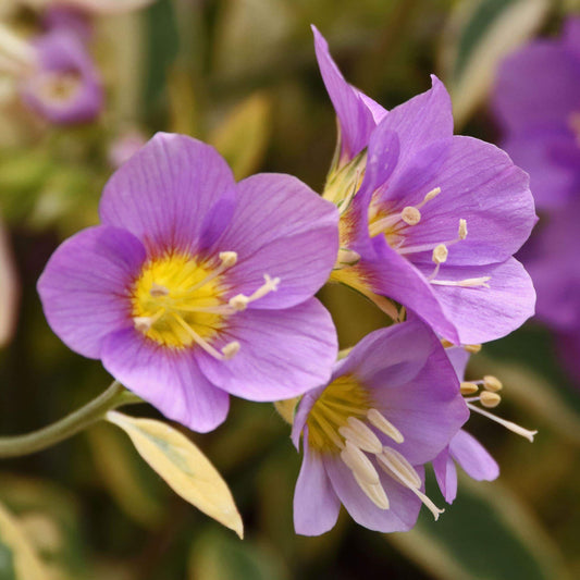 Polemonium 'Golden Feathers'