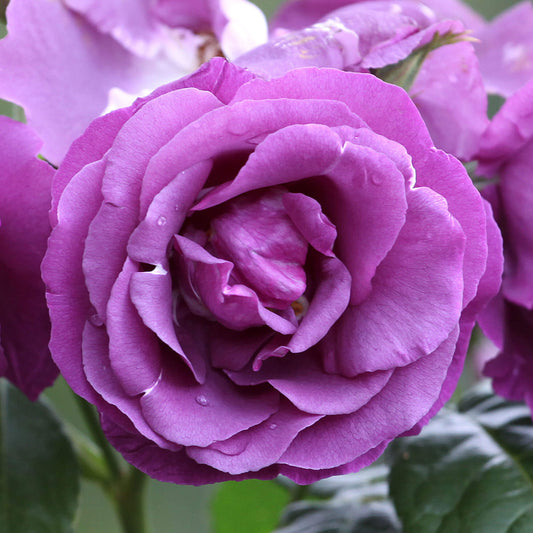 Purple Rose