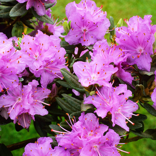 Rhododendron 'Ramapo'