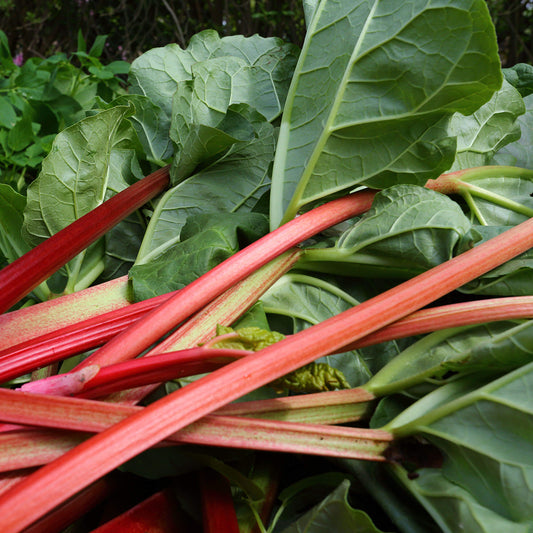 Rhubarb 'Victoria'