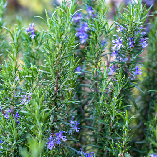 Rosemary