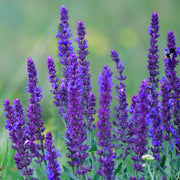 Salvia 'Caradonna'