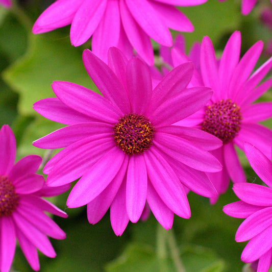 Senetti 'Magenta'