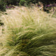 Stipa 'Pony Tails'