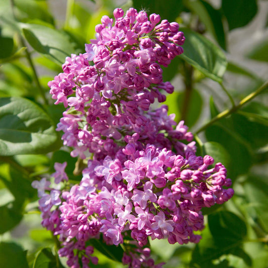 Syringa 'Michel Buchner'