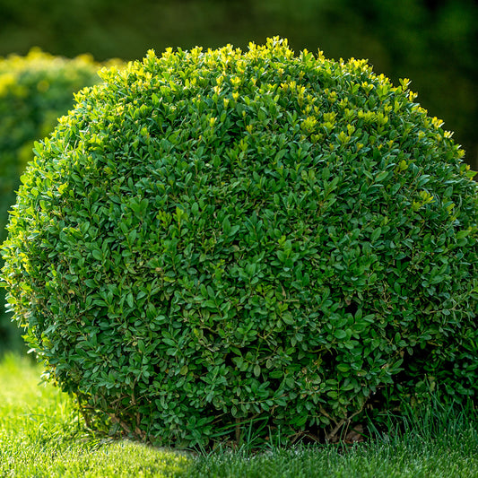 Buxus Topiary Ball Mix