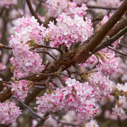 Viburnum 'Dawn'