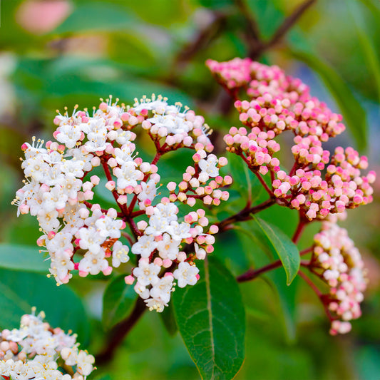 Viburnum tinus