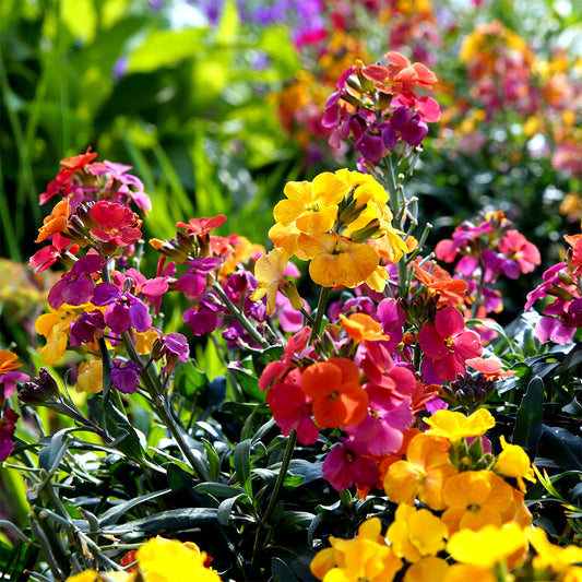 Wallflower Sunset Mixed Bedding Plants