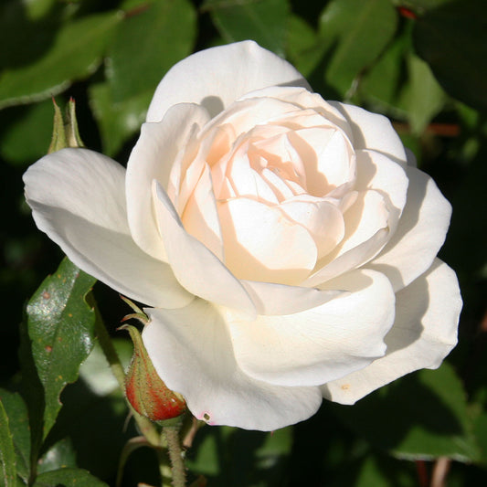 White Rose