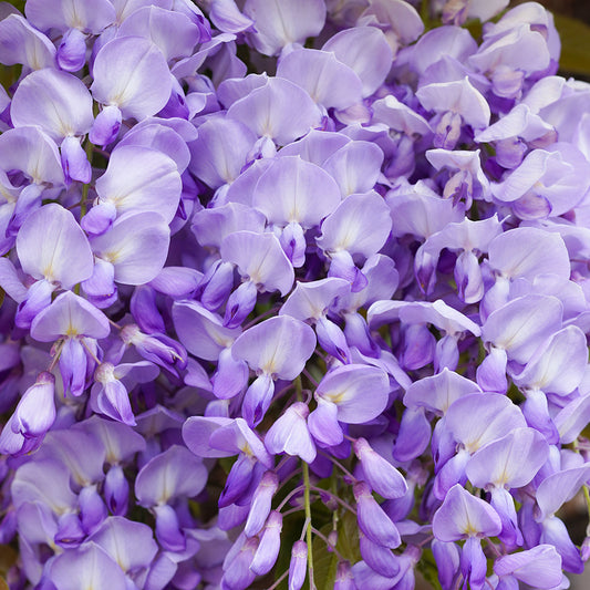 Wisteria 'Blue'