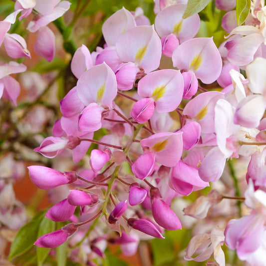 Wisteria 'Pink'