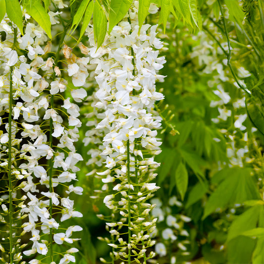 Wisteria 'White'