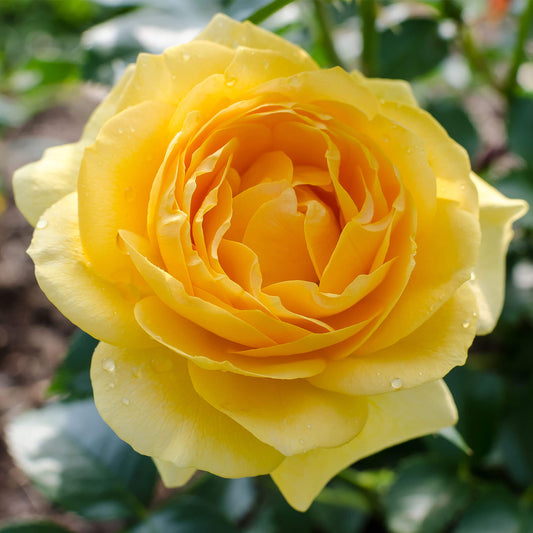 Yellow Rose