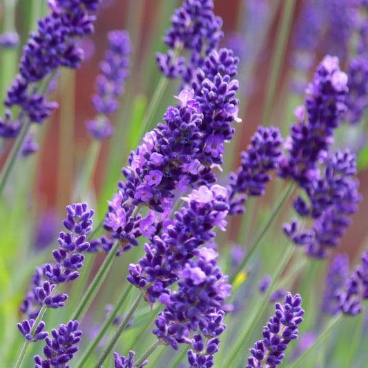 Lavandula angustifolia